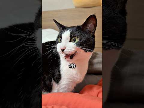 고양이 두고 혼자 여행간 아빠