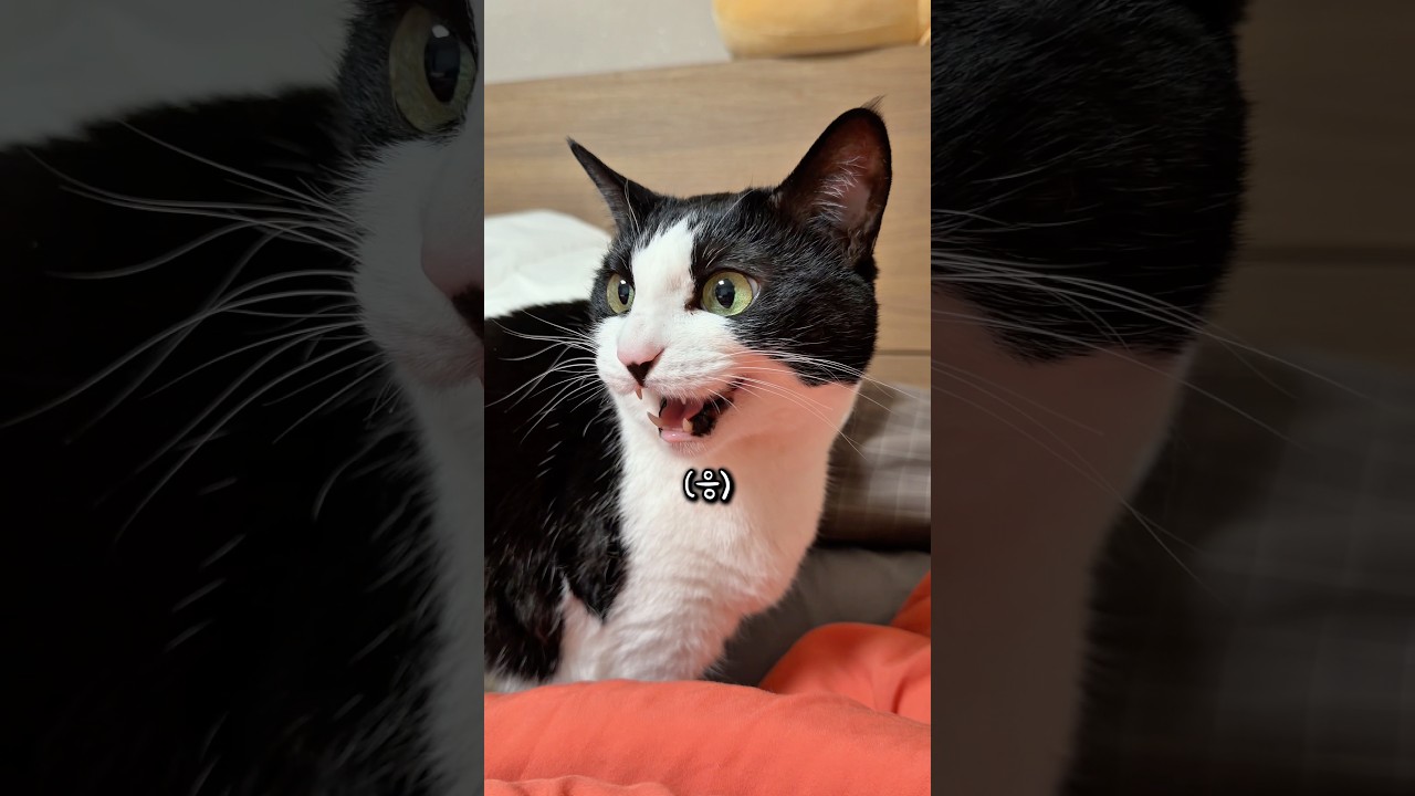 고양이 두고 혼자 여행간 아빠