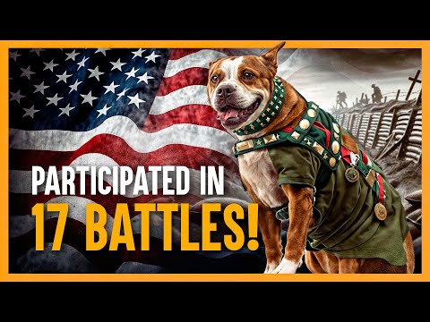 STUBBY The War Dog Turned Sergeant 💣🐕