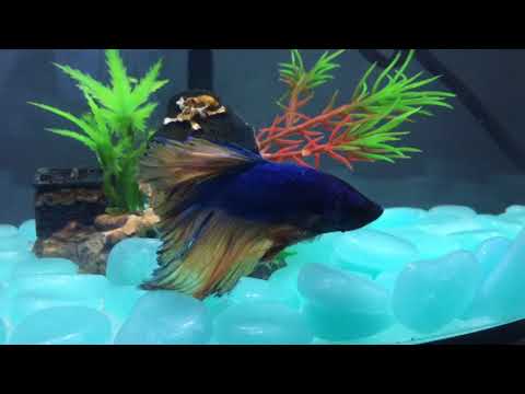 Why You Shouldn’t Have 2 Betta Fish In The Same Tank