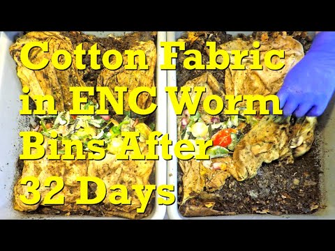 Cotton t-shirt test in 11 week old ENC worm bins on day 32 - vermicompost