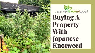 Buying A House With Japanese Knotweed -  Changes to the TA6 Form