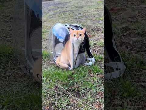 Tulips are toxic to cats – keep your kitties safe🌷🚫 #cat #cats