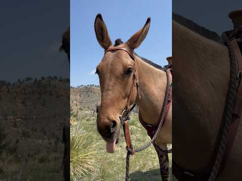Horse Vs. Mule: Which is better?? Let’s hear it! 😊 #horse #mule #horses #mules