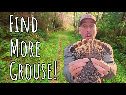 5 Tips to Find MORE GROUSE! How to Grouse Hunt
