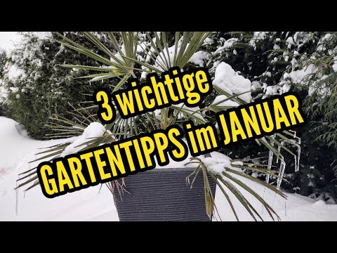 , title : '3 WICHTIGE Gartentipps im Januar Tipps für den Winter im Garten'