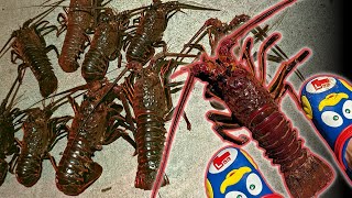 Why Dive for Lobster at Night?