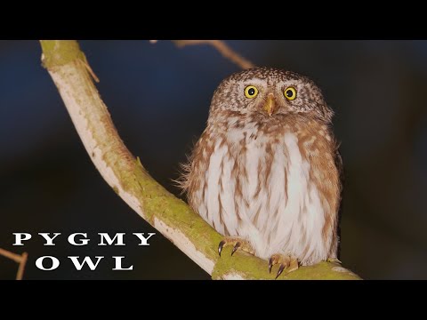 Kuvíček cýfrácky — Northern Pygmy-Owl