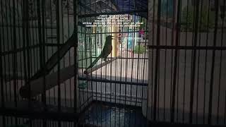 Download lagu kata kata story wa murai batu mp3 Download lagu kata kata story wa murai batu mp3