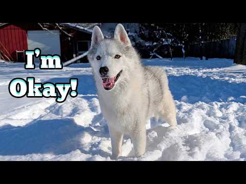 My Husky Had a GRACEFUL Fall on the Ice!