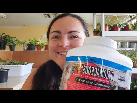 Battling fungus gnats? Try this!