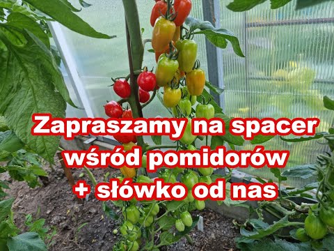 , title : 'Uprawa pomidora - zaglądamy do naszej szklarni z różnymi odmianami (lipiec 2022)'