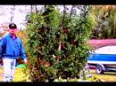 Growing Tomatoes from garbage 