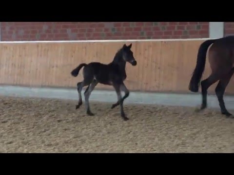 HF Schwarzgold Conen Geb 26 3 16