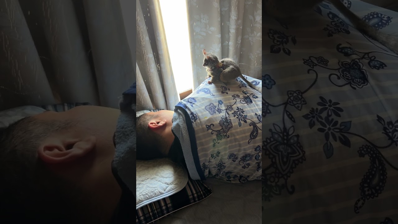 小さい猿見つけた #galago_plum #bushbaby #adorable