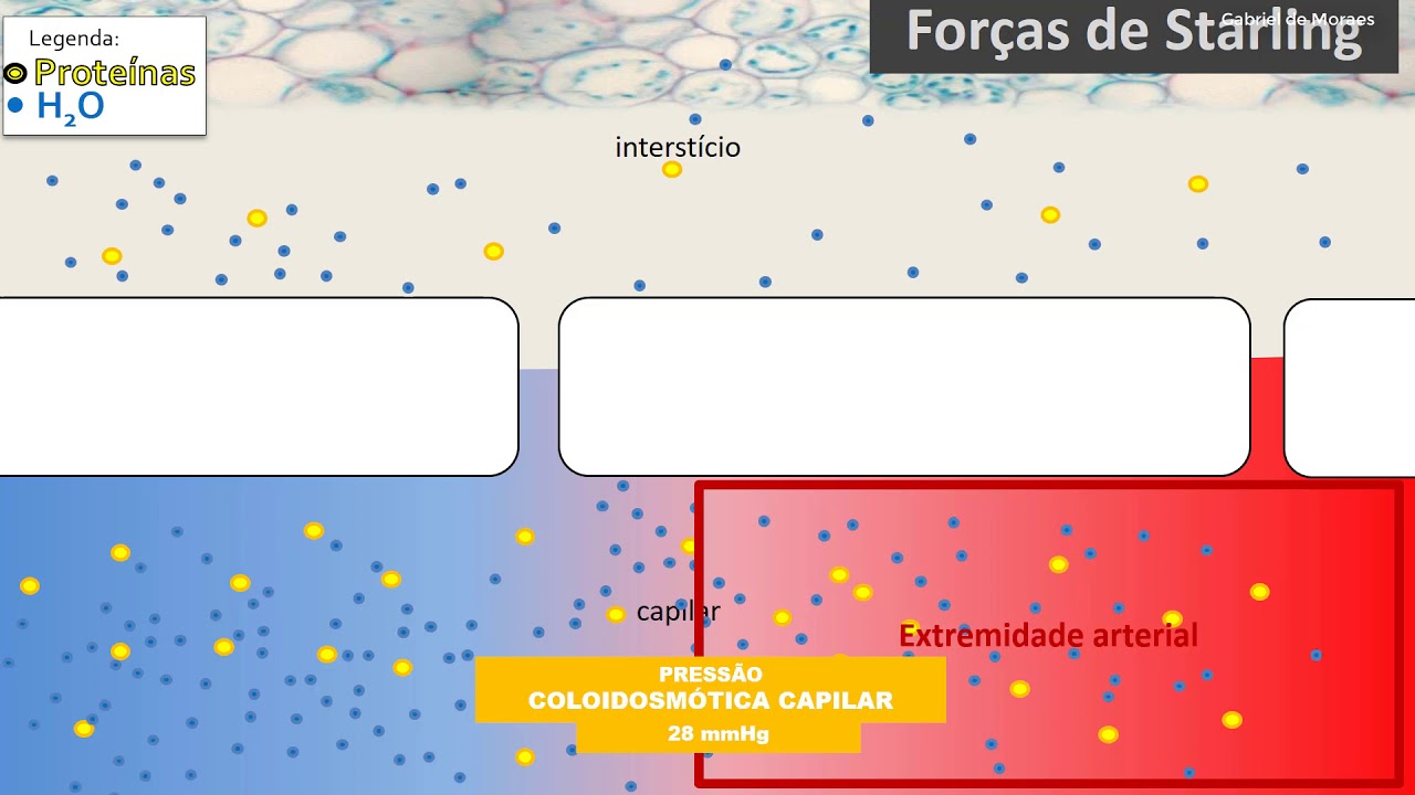 Sistema Circulatório - Microcirculação e Forças de Starling