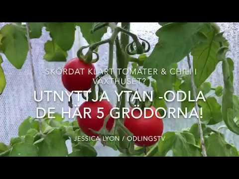 Höstodla I Växthuset Eller Odlingstunneln De Här 5 Kommer Efter Tomat Och Chili