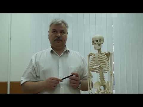 Болят суставы ног большой палец Диагностика и лечение стабильных переломов позвоночника