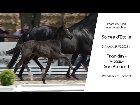 Stf v Franklin x Vitalis x San Amour I 2023