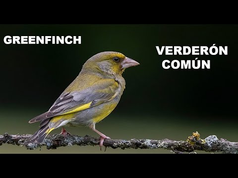 VERDERON COMÚN | GREENFINCH | Carduelis chloris