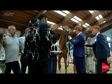 N.12 VIRGINIA MONISCIONE - Milan 2018 - Yearling Fillies Championship (Class 15) 2nd place