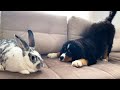 Bernese Mountain Dog Puppy Meets Giant Rabbit!
