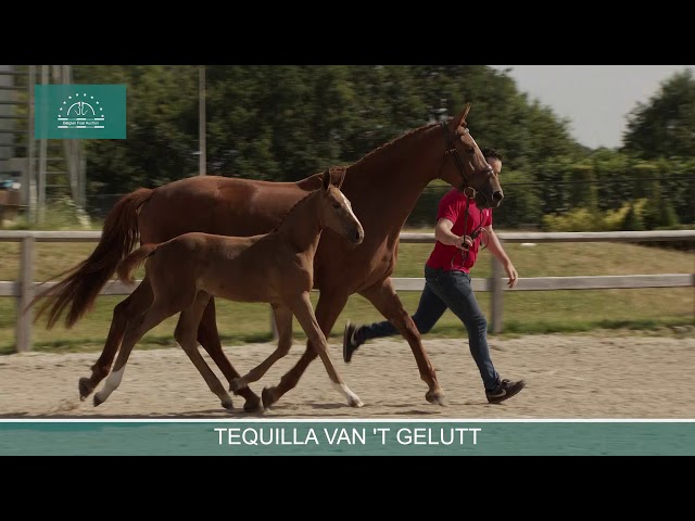 TEQUILA VAN 'T GELUTT