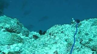 preview picture of video 'Kavieng PNG with Diving HQ'