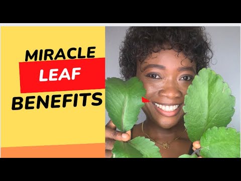 8 Benefits of Miracle leaf /leaf of life/bryophyllum pinnatum / uses