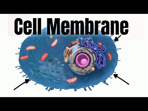 Cell membrane-Structure and Function