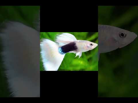 top 9 best types of guppy fish