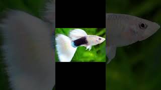 top 9 best types of guppy fish