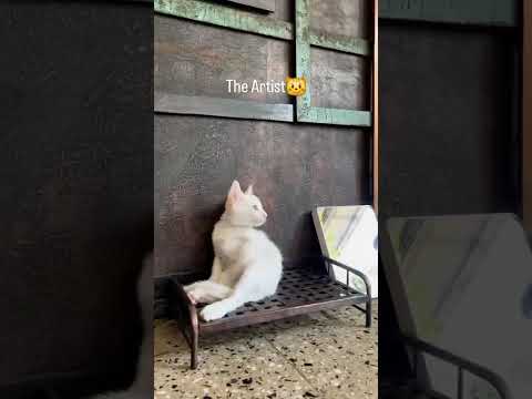 Purr casso at work #cats #catshorts #catsofinstagram #catsofyoutube #cats #viral #catsvideo