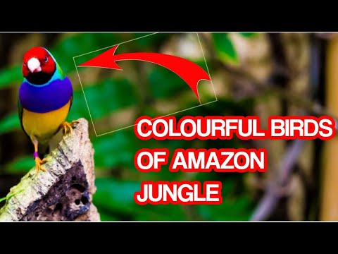 COLOURFUL BIRDS OF AMAZON JUNGLE || Freepik Videos Without Copyright  || Free Stock