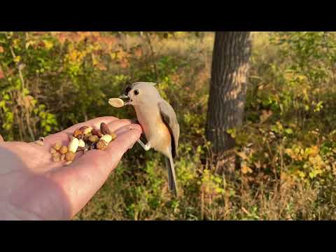 Hand-feeding Birds in Slow Mo - Tufted Titmice