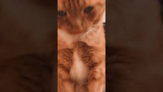 Tabby Cats Videos