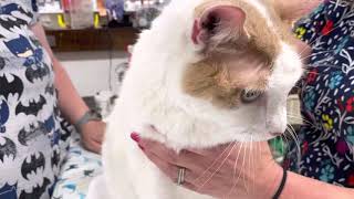 Never use scissors on a cat with matted fur. Here’s why! It happens all the time. Don’t do it. Ever