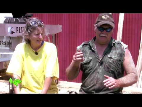 Urbana's Hackberry Tree Feature Update #3