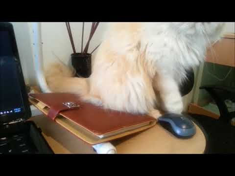 Angry and funny cat, Stop work & play