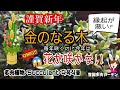 【多肉植物】金のなる木 花が咲かない 　縁起が悪い？不幸の前兆？ 原因 対策 花言葉