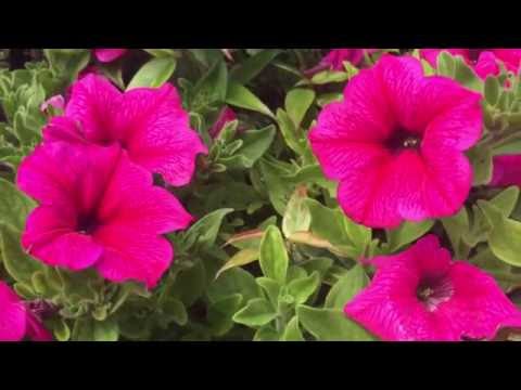 Pink Petunia Flowers Blooming In Garden #petunia #gardening #flowers