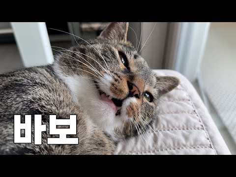 지능테스트 해봤습니다...