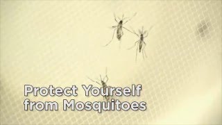 Drain & Cover: Protect Yourself from Mosquitoes