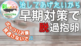 メダカ お腹 パンパン Watch Hd Mp4 Videos Download Free