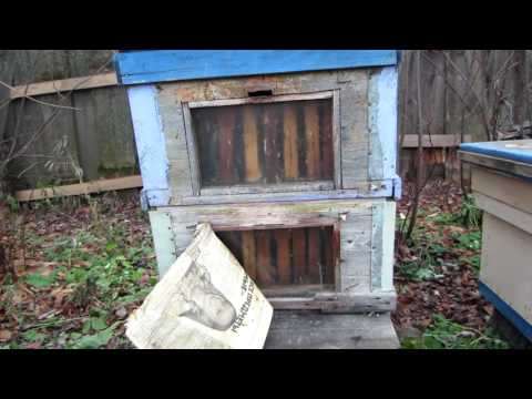 Улья со стеклом использую как наблюдательный улей.