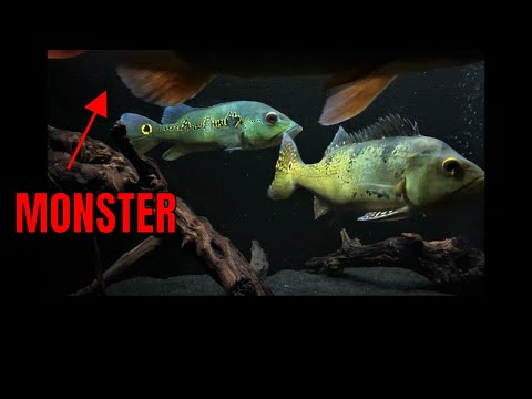 Feeding MONSTER Peacock Bass  (( AGGRESSIVE ))