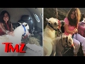 Lisa Vanderpump S Mini Horses Get To Fly Private TMZ
