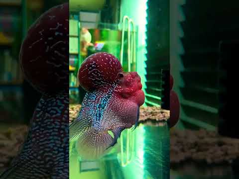 Big Flowerhorn srd🐠 (@thefishandadeniumworld#fish # unique