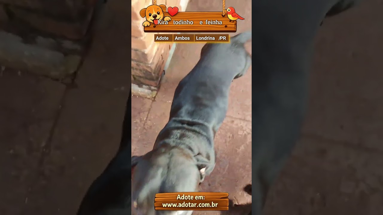 Cachorro raça  idade 7 a 11 meses nome Kira todinho e feinha 