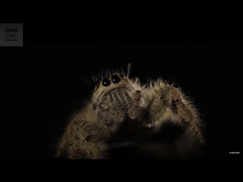 World's Largest Jumping Spider